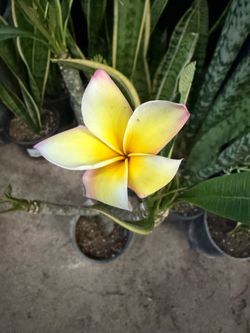 Plumeria