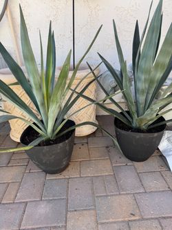 Plants in pots / both for $130/ patio full sun succulent plant agave
