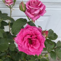 Rosal De Arbusto Con Flores, En Maceta De 5 Gallones Pick Up Only