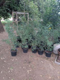 Chilean mesquites.have 28of them.