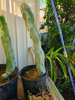 Totem pole cactus