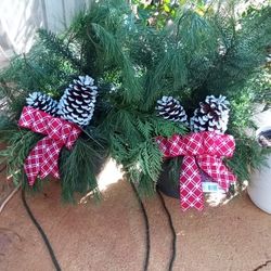 Real Christmas Plants Read The Full Description Below 👇👇👇👇