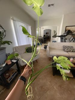 Monstera deliciosa Liebm