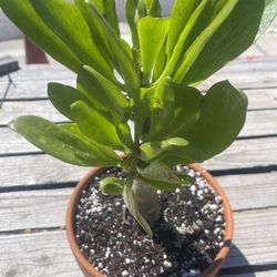 Tylecodon bruynsii En Maceta De Barro