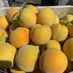 Fresh Picked Fruit 
