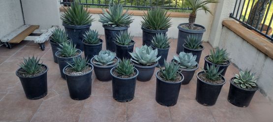 Agaves in 5 gallon pots 25.00