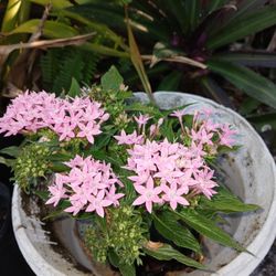 Pentas Flowering Potted Plant Landscape Plant
