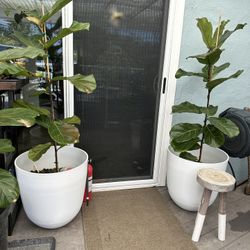Fiddle Leaf Fig Tree with White Pot Each.