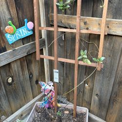 Pine Tree, Potted And Other Potted Plant Plants