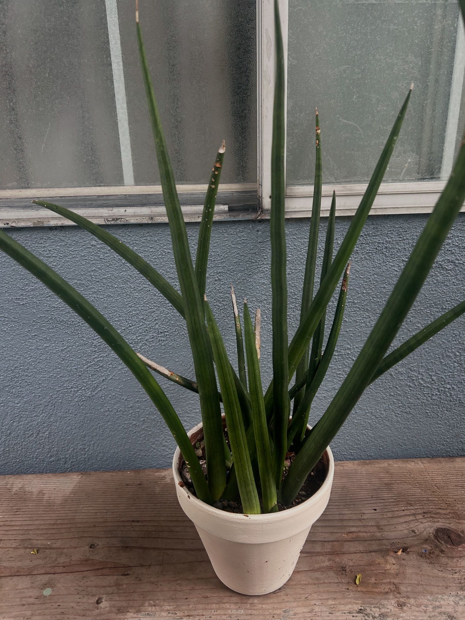 Succulents 