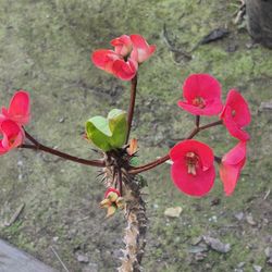 Plantas  Corona De Cristo 