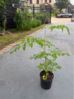 Moringa