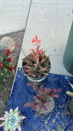 Ornamental Aloe (In flower Now) 5 Gallon 