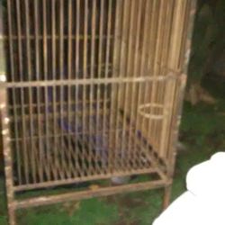 Bird Cage