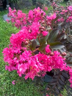CRAPE MYRTLE ( 7 gallon pot) Beautify Landscape with bold colors
