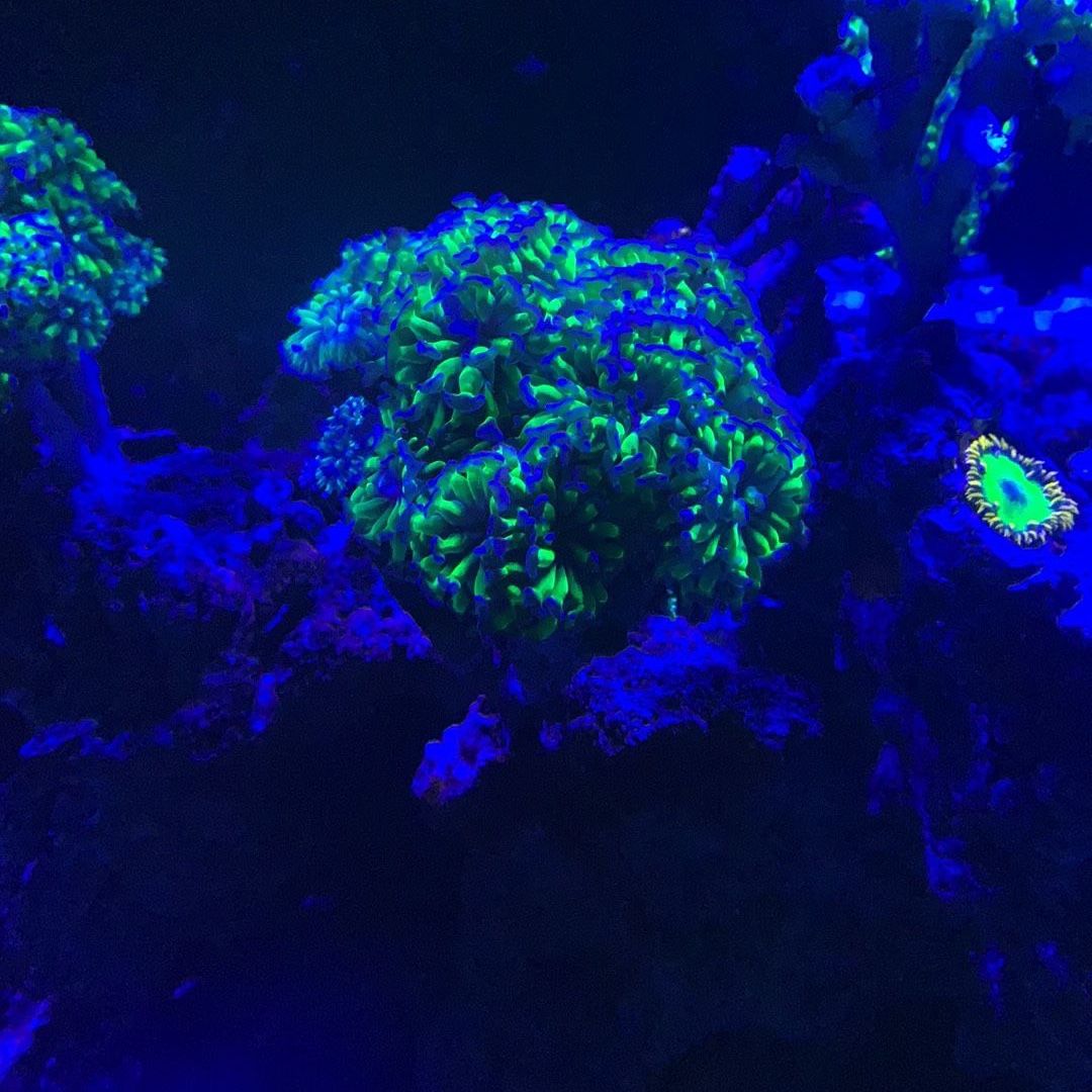 Purple/Blue Tip Hammer Or Blasto Coral Frags