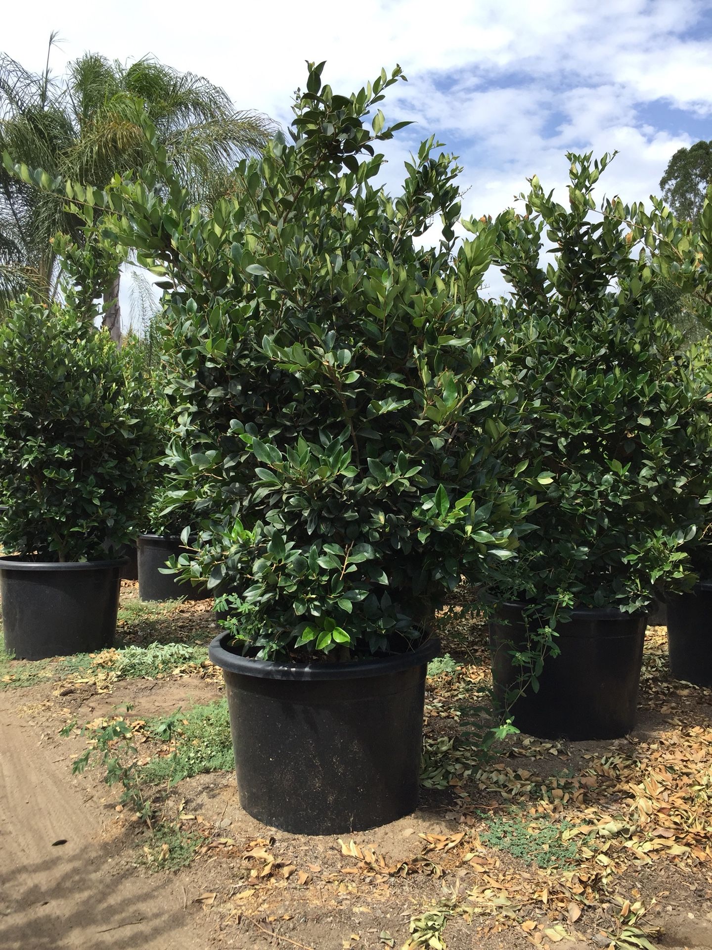 25 gallon Texanum Ligustrum Privet