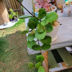Joya Planta
