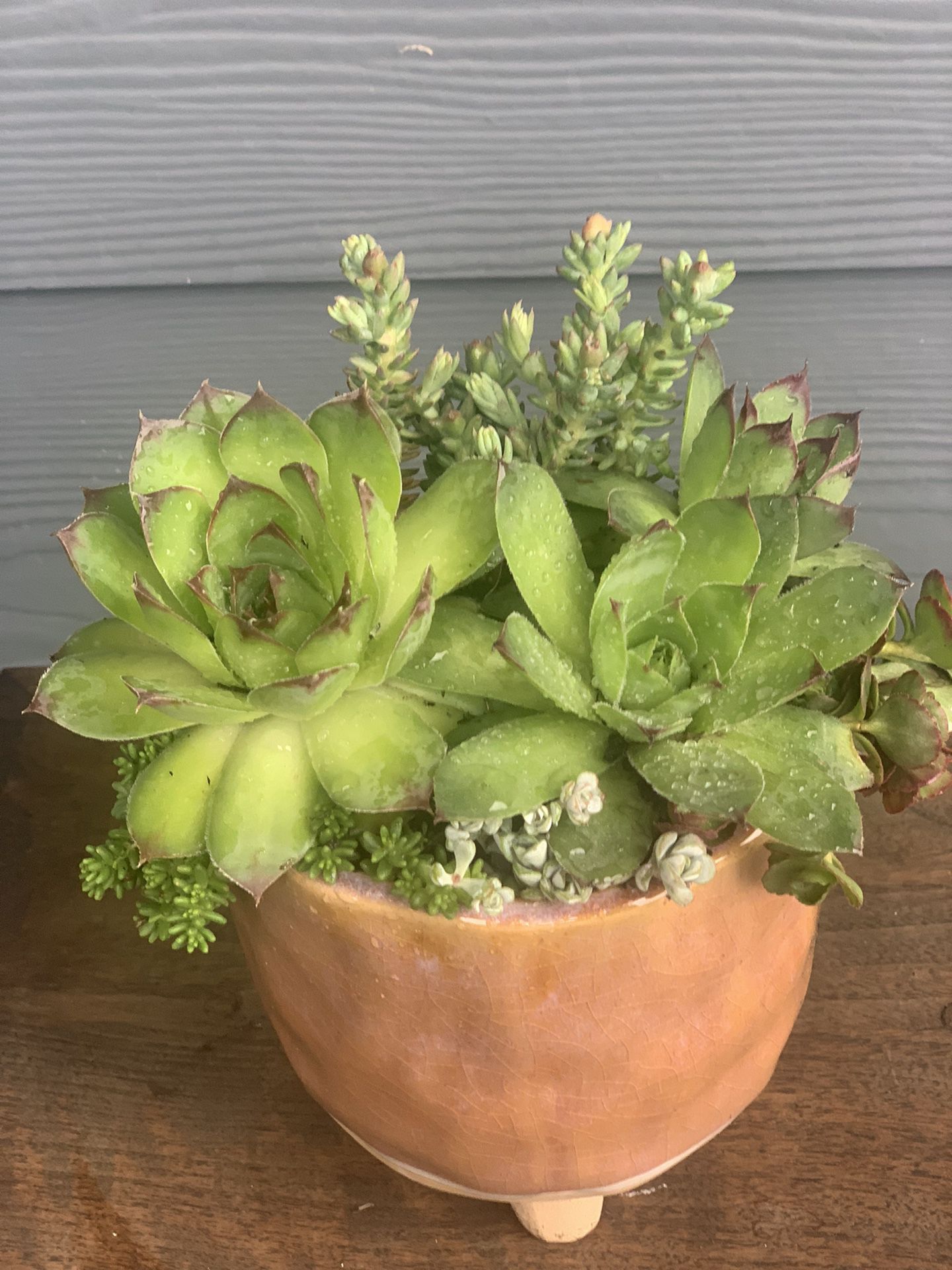Succulent Arrangement And Ceramic Pot