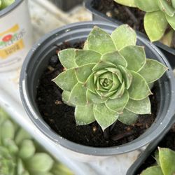 Succulents 