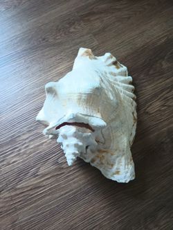 Shell
