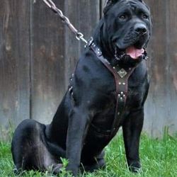 Dog Harness Leather Heavy Duty All Sizes (Pechera Para Perro 🐕 Todas Las Medidas) XL