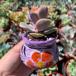 mini succulents in mini ollitas