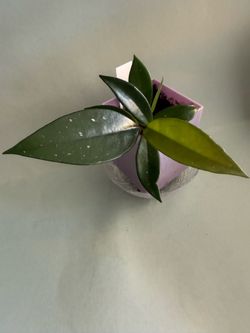 Hoya Carnosa plant