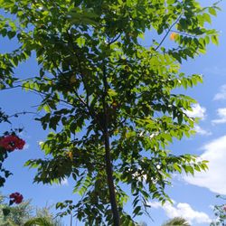 Beautiful Tall Rainbow Eucalyptus Tree $750🏡🏡🏡