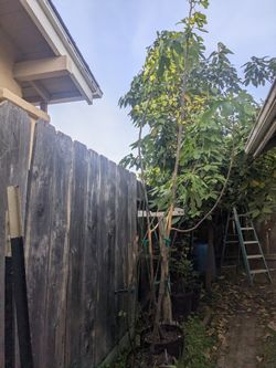 Fig Trees