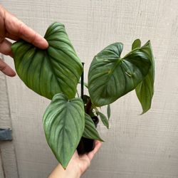 4” Philodendron Colombia