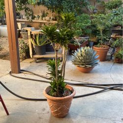 Indoor Plant Home Decor Beautiful Tall Leafy Green