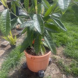 15 Gallons Big Jim Loquat.