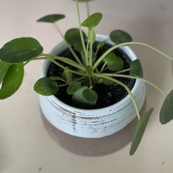 CHINESE MONEY PLANTS In 4 Inches Pot With Ceramic Planter 