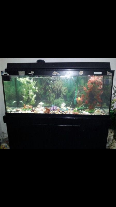 75 gallon complete aquarium fish tank with stand and extras complete set up