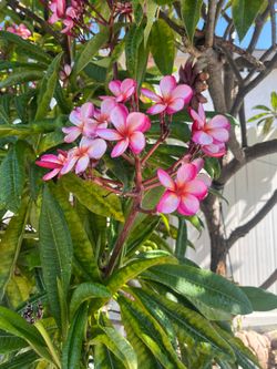 Fresh cuttings/plumeria sale