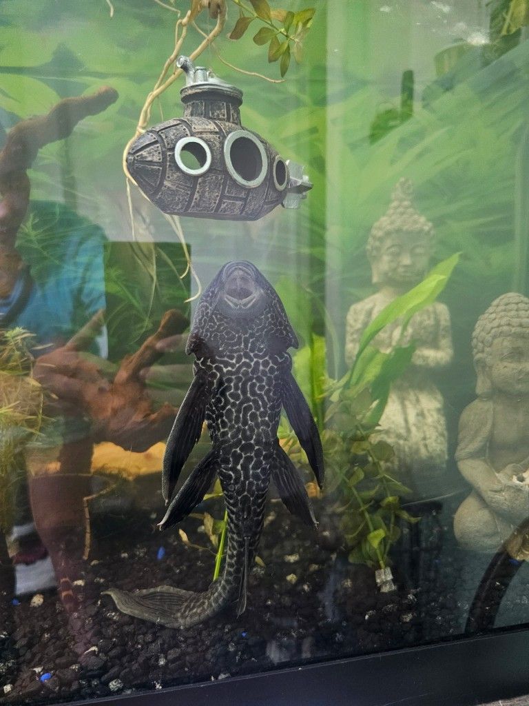 Hypostomus Plecostomus