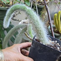 Monkey Tail Cactus Plant