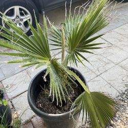 Mexican Palms 10 Gallons Planter(2 available)
