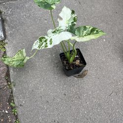 Variegated Alocasia Plants ( Pls Read Description Below)