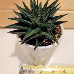 Haworthiopsis limifolia: Fairy Washboard