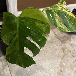 Variegated Monstera Aurea Plant Cutting 