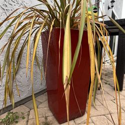 Large Potted Plant 