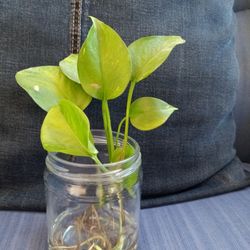 Plants Start $5 And Some $10