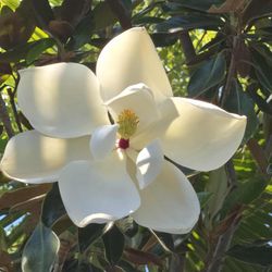 Magnolia Plant 