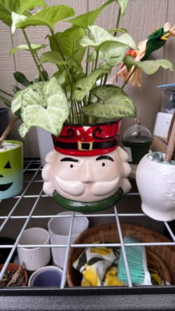 Plant Christmas Pot