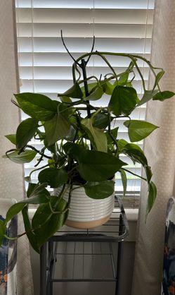Pothos plants