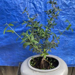 Bonsai Plant For Sale $35 Each