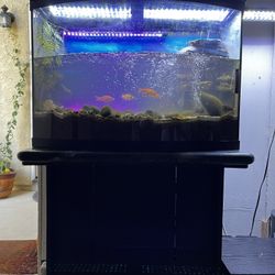 32 Gallon Bow Front Aquarium W/ Stand 
