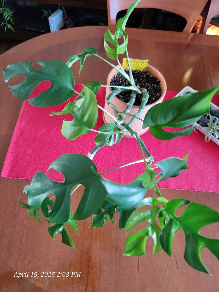 Healthy Mini Monstera